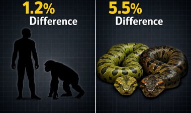 Northern Green Anaconda (Eunectes akayima): Scientific Discovery & Taxonomy Report